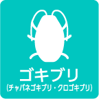 ゴキブリ