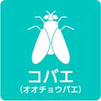 コバエ