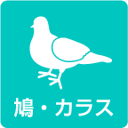 鳩・カラス